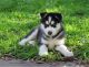 Siberian Husky Puppies for sale in Billings, MT, USA. price: NA