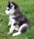 Siberian Husky Puppies for sale in Billings, MT, USA. price: $1