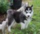 Siberian Husky Puppies for sale in Billings, MT, USA. price: $11