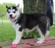 Siberian Husky Puppies for sale in Billings, MT, USA. price: $100