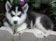 Siberian Husky Puppies for sale in Billings, MT, USA. price: $150