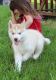 Siberian Husky Puppies for sale in Billings, MT, USA. price: $280