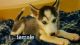 Siberian Husky Puppies for sale in New London, NC 28127, USA. price: NA
