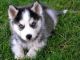 Siberian Husky Puppies for sale in 10008 Gulf Fwy, Houston, TX 77034, USA. price: NA