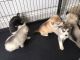 Siberian Husky Puppies for sale in Ohio Union, Columbus, OH 43210, USA. price: NA