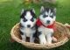 Siberian Husky Puppies for sale in Fontana, KS 66026, USA. price: NA