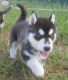 Siberian Husky Puppies for sale in Albemarle, NC 28001, USA. price: NA