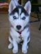 Siberian Husky Puppies for sale in Advance, MO 63730, USA. price: NA