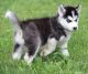 Siberian Husky Puppies for sale in Fort Smith, AR, USA. price: NA