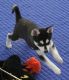 Siberian Husky Puppies for sale in St. Louis, MO, USA. price: $200