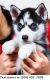 Siberian Husky Puppies for sale in Tulsa, OK, USA. price: NA