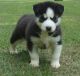 Siberian Husky Puppies for sale in Cookeville, TN, USA. price: NA