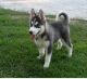 Siberian Husky Puppies for sale in Garden City, NY, USA. price: $300