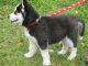 Siberian Husky Puppies for sale in Breeders Cup Dr, Gainesville, VA 20155, USA. price: NA