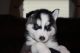 Siberian Husky Puppies for sale in N 3rd St, Brooklyn, NY, USA. price: NA