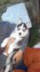 Siberian Husky Puppies for sale in N Texas St, Whitehouse, OH 43571, USA. price: NA