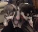 Siberian Husky Puppies for sale in Massachusetts Ave, Boston, MA, USA. price: NA