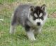 Siberian Husky Puppies for sale in Canton, NC 28716, USA. price: NA