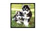 Siberian Husky Puppies for sale in Long Beach, Parker Dam, CA 92267, USA. price: NA