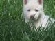 Siberian Husky Puppies for sale in St Clair County, AL, USA. price: NA