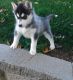 Siberian Husky Puppies for sale in ID-55, Nampa, ID, USA. price: $500