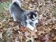 Siberian Husky Puppies for sale in N 3rd St, Brooklyn, NY, USA. price: NA