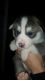 Siberian Husky Puppies for sale in NJ-38, Cherry Hill, NJ 08002, USA. price: NA
