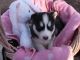Siberian Husky Puppies for sale in NJ-38, Cherry Hill, NJ 08002, USA. price: NA