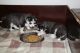 Siberian Husky Puppies for sale in St Mary's County, MD, USA. price: NA