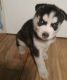 Siberian Husky Puppies for sale in Mt Morris, MI 48458, USA. price: NA