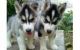 Siberian Husky Puppies for sale in Texas Rd, Monroe Township, NJ 08831, USA. price: $250
