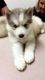 Siberian Husky Puppies for sale in Temple, TX, USA. price: NA
