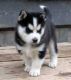 Siberian Husky Puppies for sale in Charlottesville, VA, USA. price: NA
