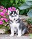 Siberian Husky Puppies for sale in Hartford, CT, USA. price: NA