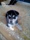 Siberian Husky Puppies for sale in AR-98, Emerson, AR 71740, USA. price: NA