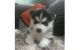 Siberian Husky Puppies for sale in Texcoco St, Montebello, CA 90640, USA. price: NA