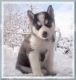 Siberian Husky Puppies for sale in Texcoco St, Montebello, CA 90640, USA. price: NA
