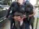Siberian Husky Puppies for sale in Modesto, CA, USA. price: NA