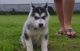 Siberian Husky Puppies for sale in Alberta Ave, Staten Island, NY 10314, USA. price: NA