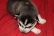 Siberian Husky Puppies for sale in Maryland City, MD, USA. price: NA