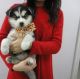 Siberian Husky Puppies for sale in Sterling Springs Way, Burlington, KY 41005, USA. price: $350