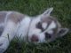 Siberian Husky Puppies for sale in Largo, FL, USA. price: NA