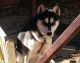 Siberian Husky Puppies for sale in Gridley, CA 95948, USA. price: NA