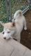 Siberian Husky Puppies for sale in Chattanooga, TN, USA. price: $600