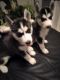 Siberian Husky Puppies for sale in Cleveland Heights, OH, USA. price: NA
