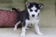 Siberian Husky Puppies for sale in Kermit, TX 79745, USA. price: NA