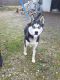 Siberian Husky Puppies for sale in Pierpont, OH 44082, USA. price: NA