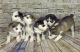 Siberian Husky Puppies for sale in Branford, FL 32008, USA. price: $400