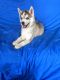 Siberian Husky Puppies for sale in Ocala, FL, USA. price: NA