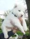 Siberian Husky Puppies for sale in NW Topeka Blvd, Topeka, KS, USA. price: NA